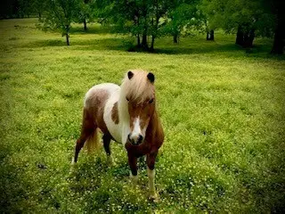 6628 Bethesda Arno Rd, Thompsons Station, TN 37179 - Image #3