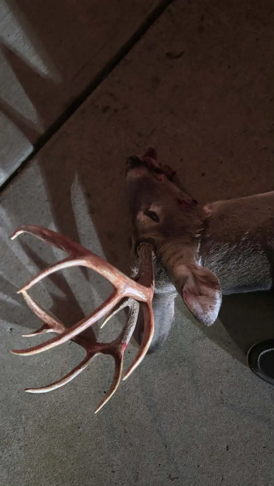 3264 Martin Hollow Rd, Culleoka, TN 38451 - Image #3