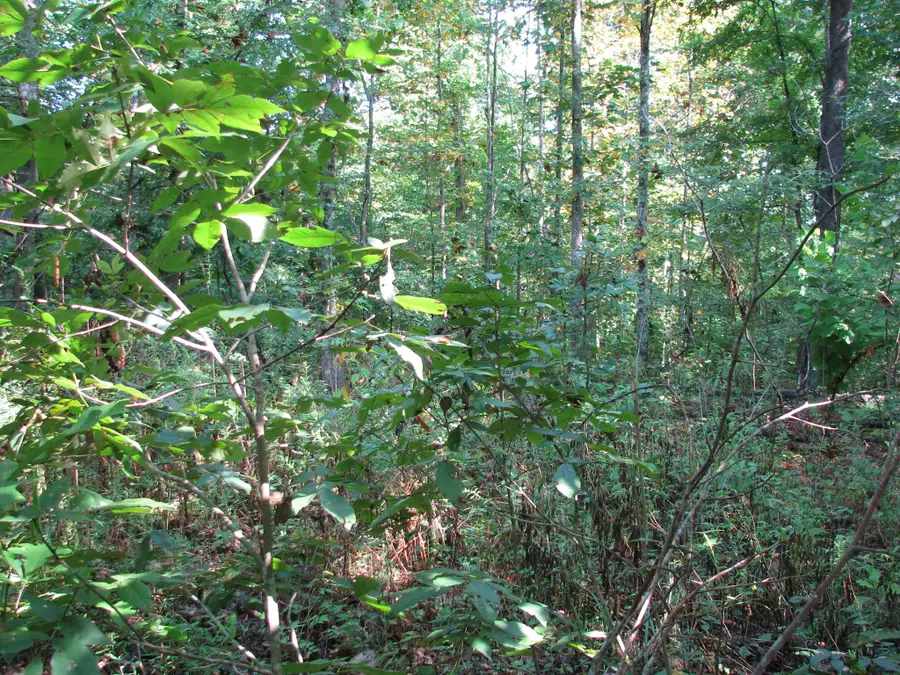 0 Sycamore Landing Rd, Waverly, TN 37185 - Image #2