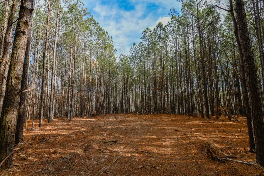 0 Brush Creek Rd, Hohenwald, TN 38462 - Image #2