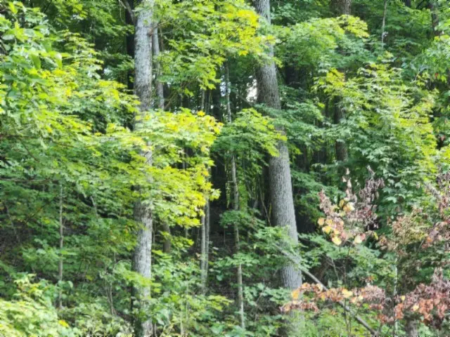 0 Apache Rd, Jamestown, TN 38556 - Image #3