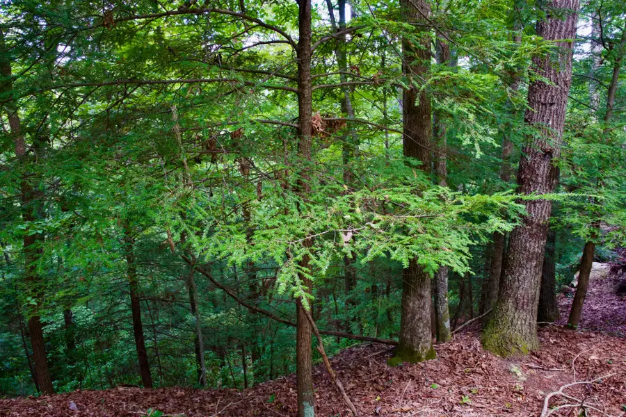 0 Fikes Field Rd & Greenfield Rd, Spencer, TN 38585 - Image #2