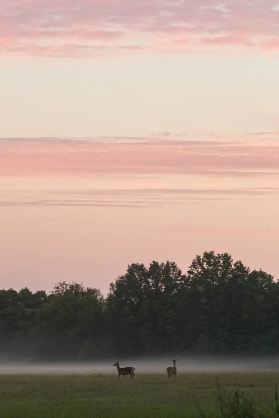 3021 Del Rio Pike, Franklin, TN 37069 - Image #3