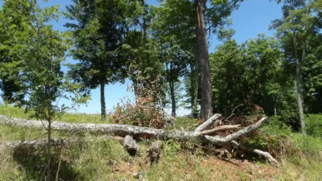 0 Rock Fish Lane, Hilham, TN 38568 - Image #3