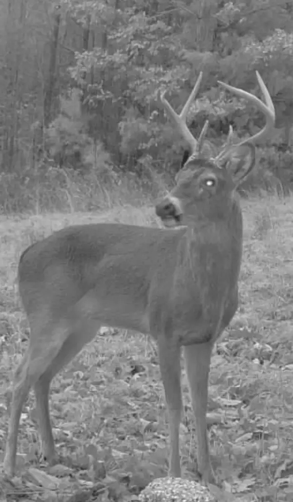 0 Allens Creek Rd, Hohenwald, TN 38462