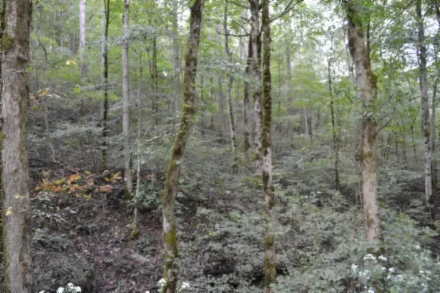 0 Campbell Hill Rd, Gainesboro, TN 38562 - Image #2