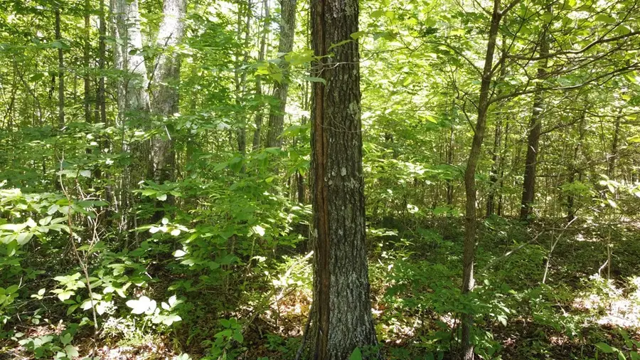 0 Camp Creek Rd, Spencer, TN 38585 - Image #3