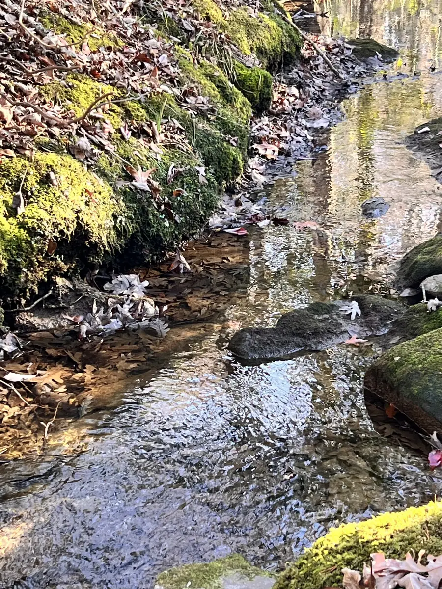 72 Lady Slipper Lane, Monteagle, TN 37356 - Image #3