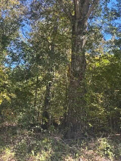 1 Magazine Road, Pulaski, TN 38478 - Image #3