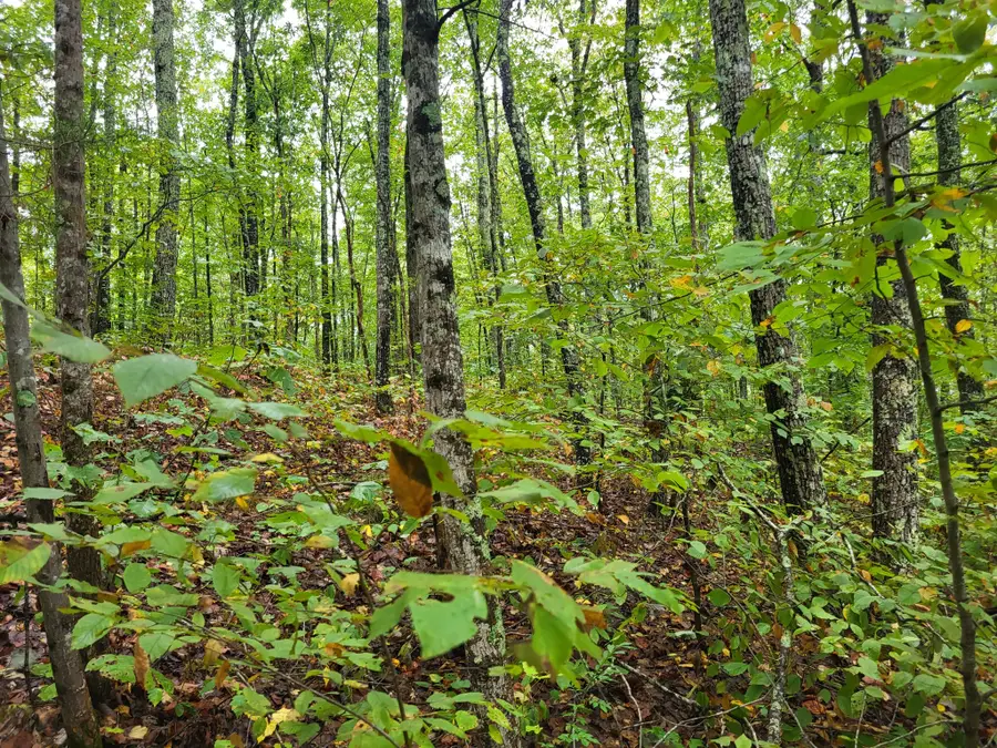 6 Strawberry Gables, Holladay, TN 38341 - #2