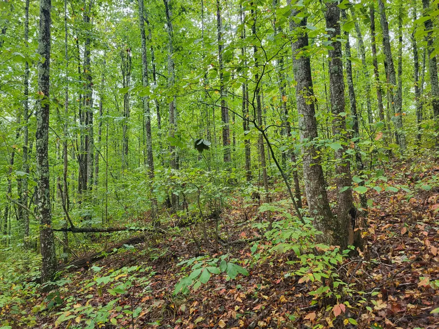 6 Strawberry Gables, Holladay, TN 38341 - #3