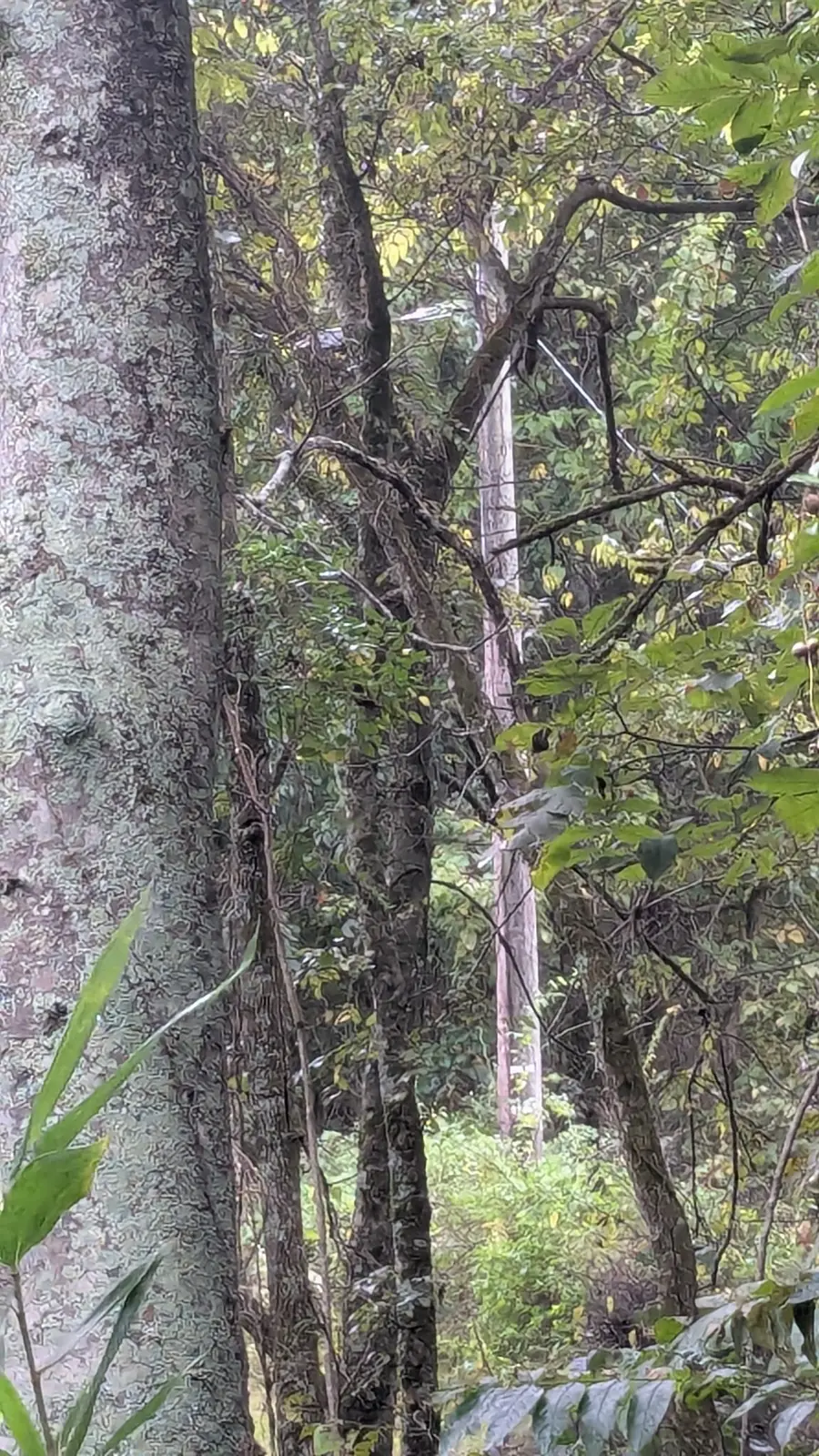 0 Greenvale Rd, Lebanon, TN 37087 - Image #2