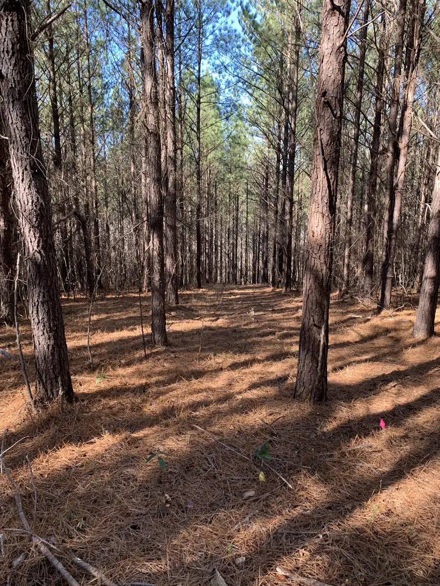 230 Fernwood Dr, Hohenwald, TN 38462 - Image #2