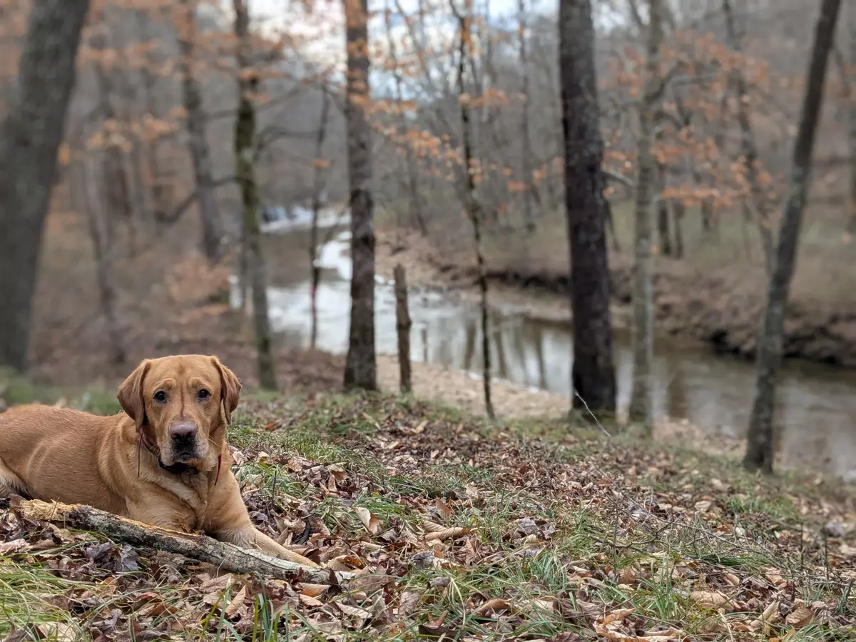 319 N Chisholm Creek Rd, Lawrenceburg, TN 38464 - Image #1