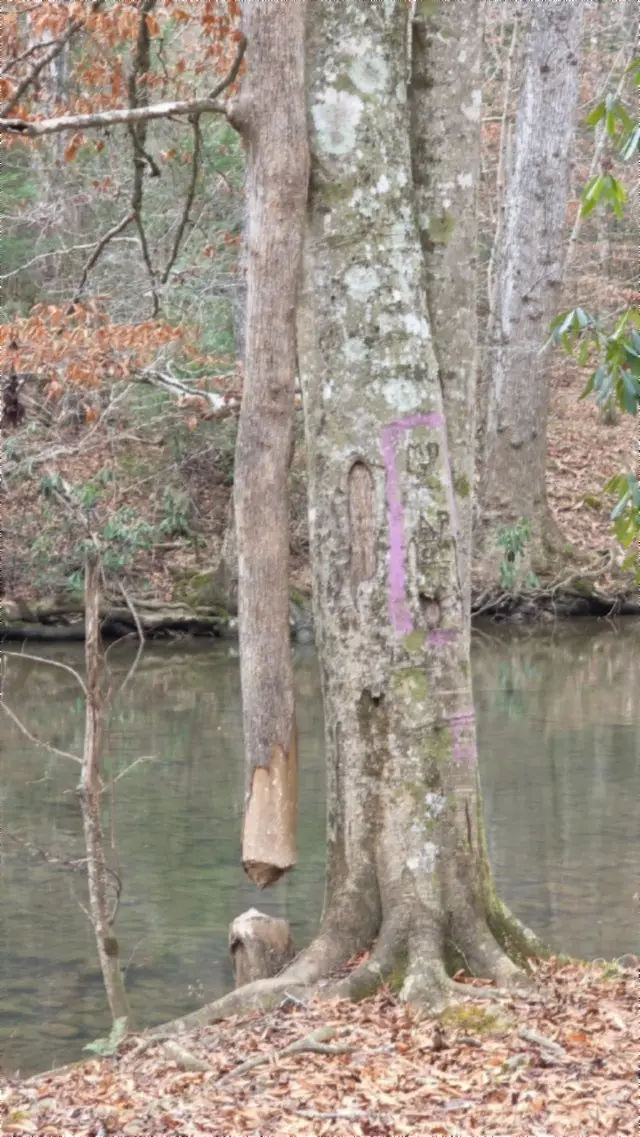 0 Steel Tram Ridge, Crawford, TN 38554 - Image #3