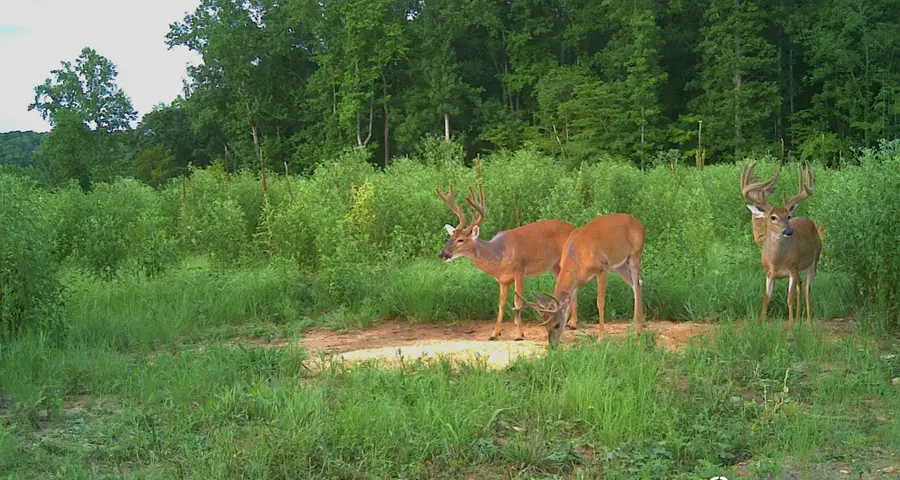 0 Sawdust Road, Hurricane Mills, TN 37078 - Image #2