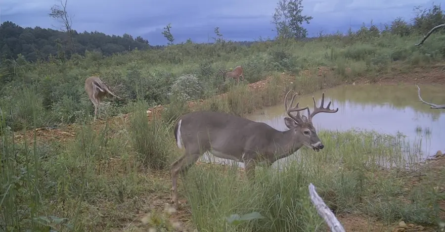 0 Sawdust Road, Hurricane Mills, TN 37078 - Image #3