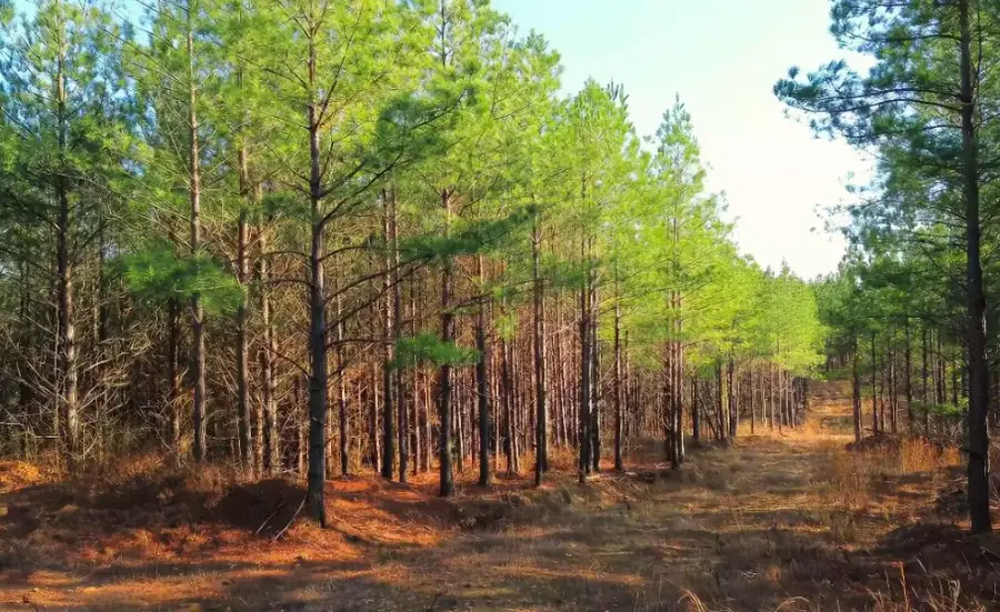 39 Ivy Hollow Ln, Stewart, TN 37175 - Image #3