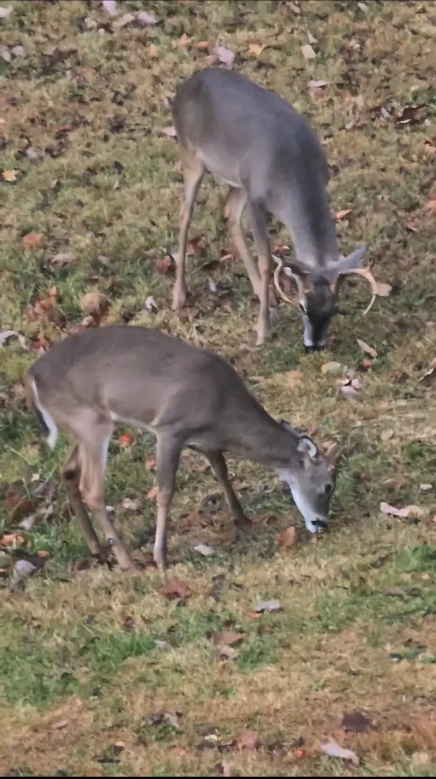 7401 Burks Hollow Rd, Christiana, TN 37037 - #3