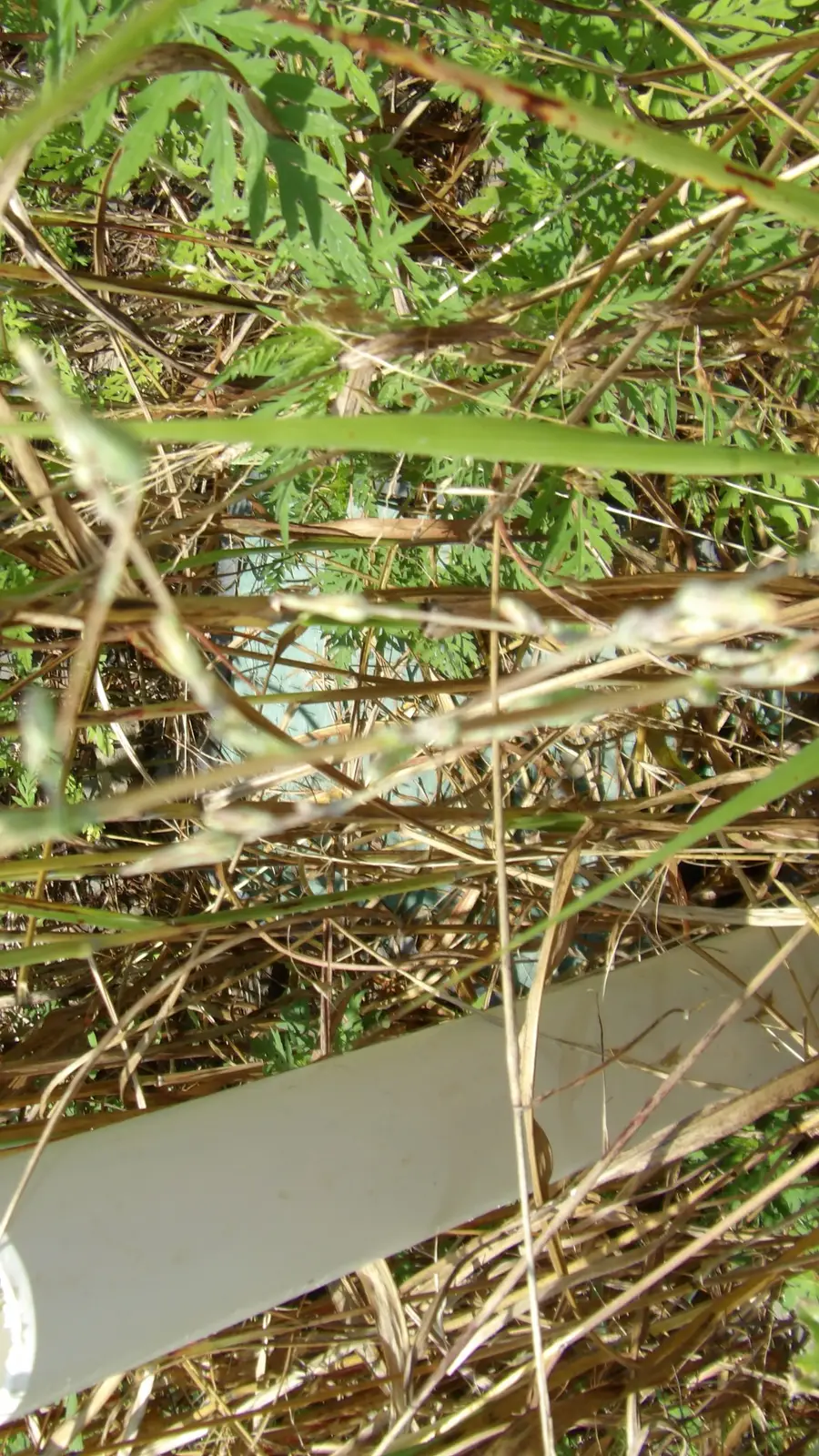 17 D Crappie Lane, Hilham, TN 38568 - #3