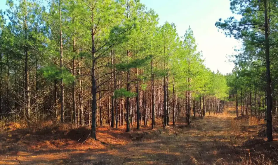 18 Maple Road, Stewart, TN 37175 - #1