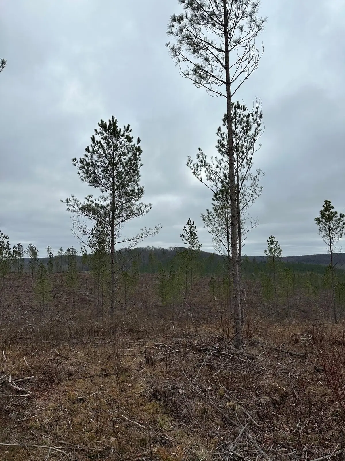 24 Thomas Springs Road, Crossville, TN 38572 - #1