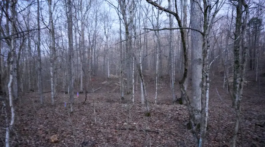 2 John Ross Hollow Rd, Erin, TN 37061 - #2