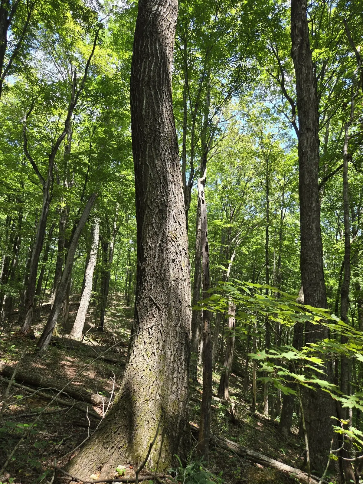 16 Seals Hollow Rd, Woodbury, TN 37190 - #1