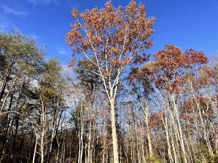 72 Lady Slipper Lane, Monteagle, TN 37356 - #2