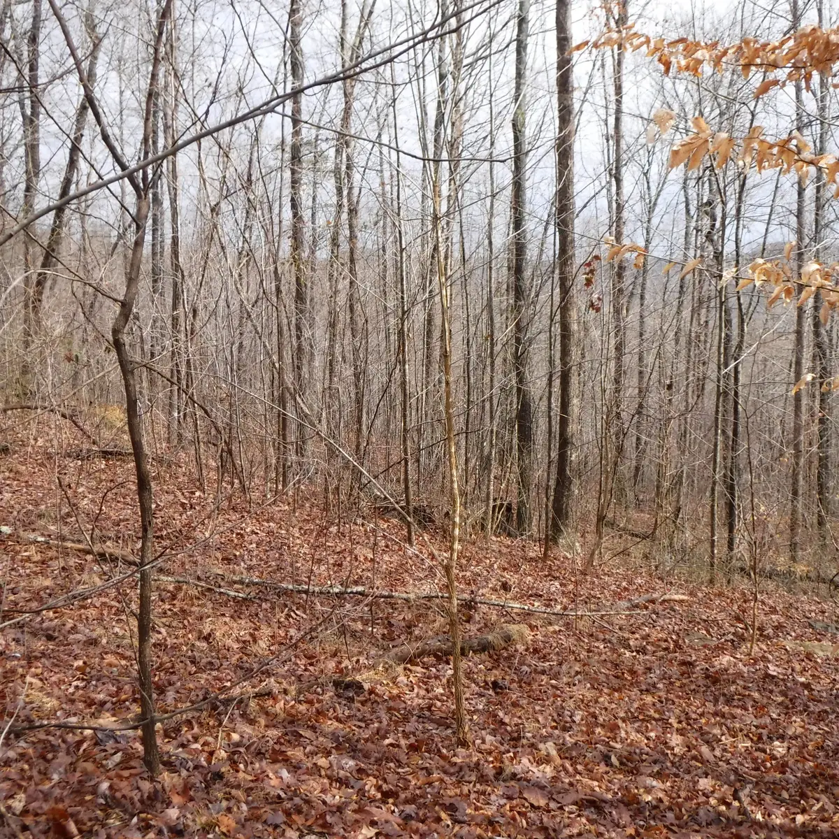 0 Cheyenne Drive, Jamestown, TN 38556 - #1