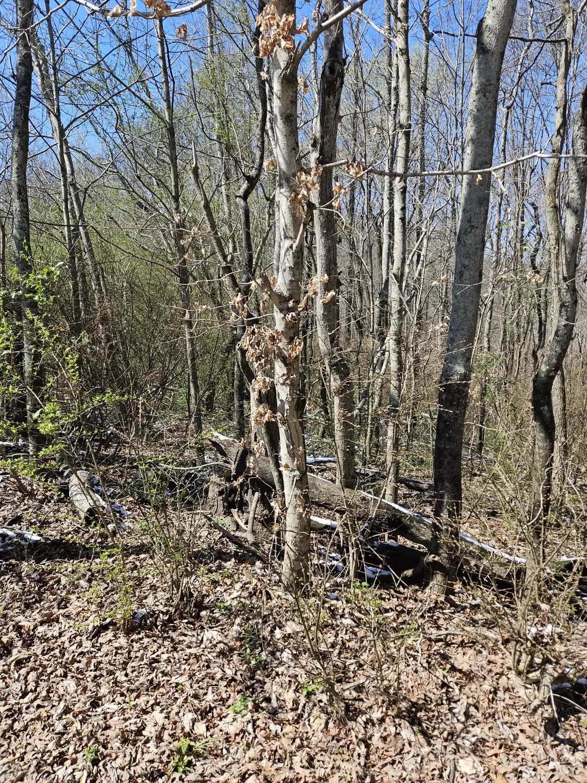 0 Lakeview Dr, Smithville, TN 37166 - #1