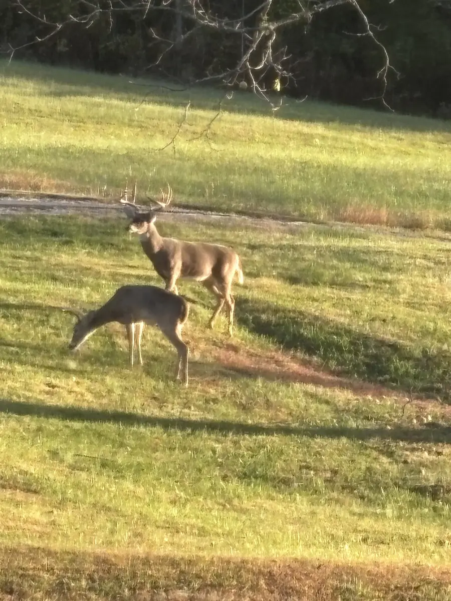 5946 Se Tater Peeler Rd, Lebanon, TN 37090 - #2