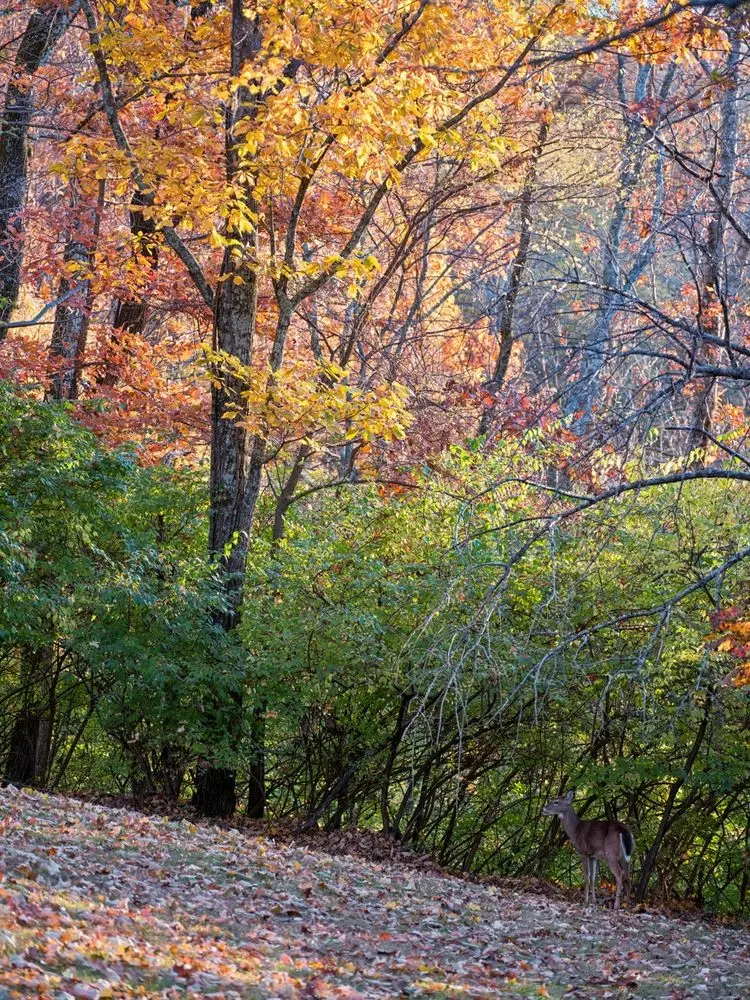 5887 Fredricksburg Dr, Nashville, TN 37215 - #2