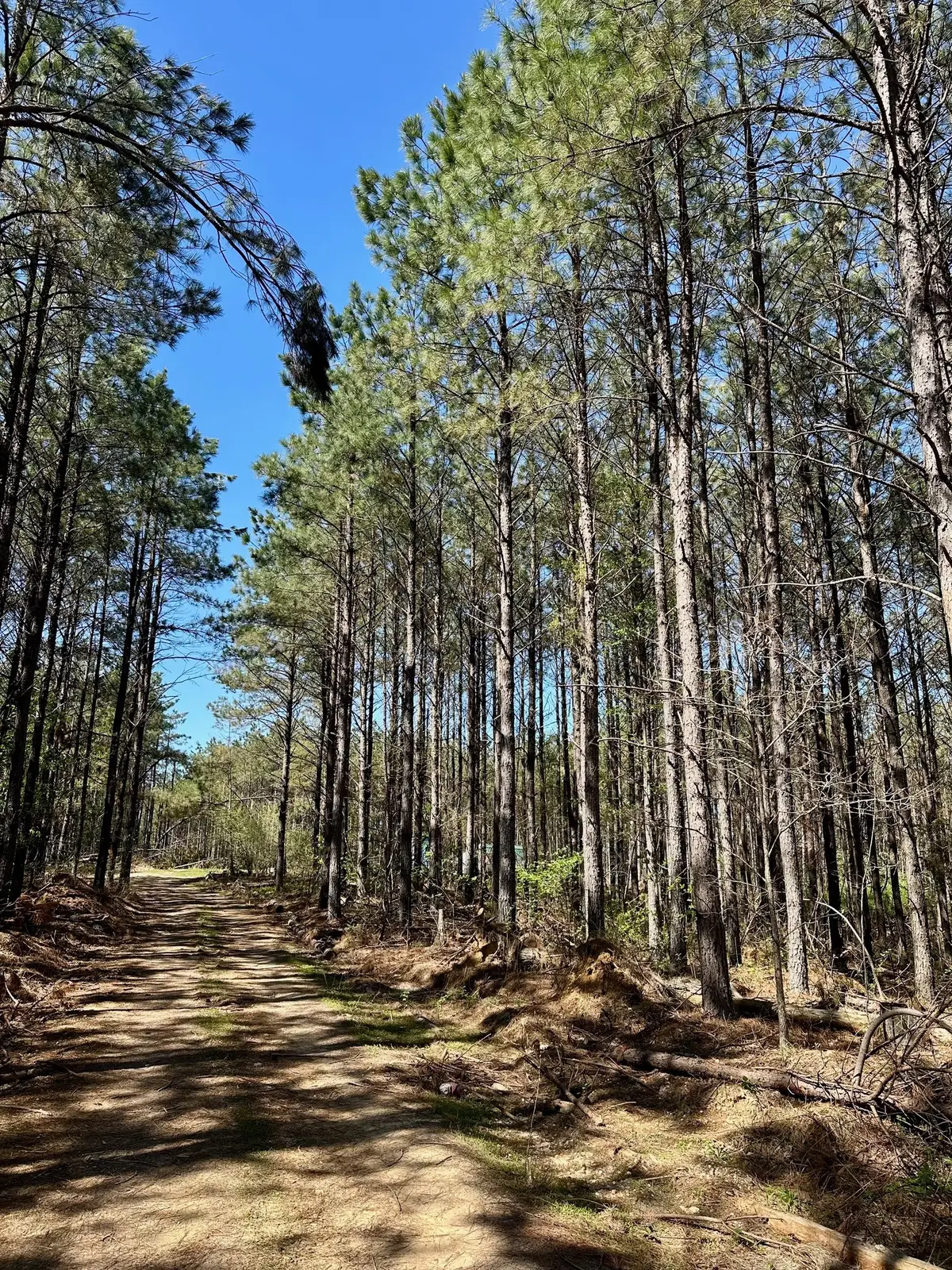 146 Howard Way, Hohenwald, TN 38462 - #1