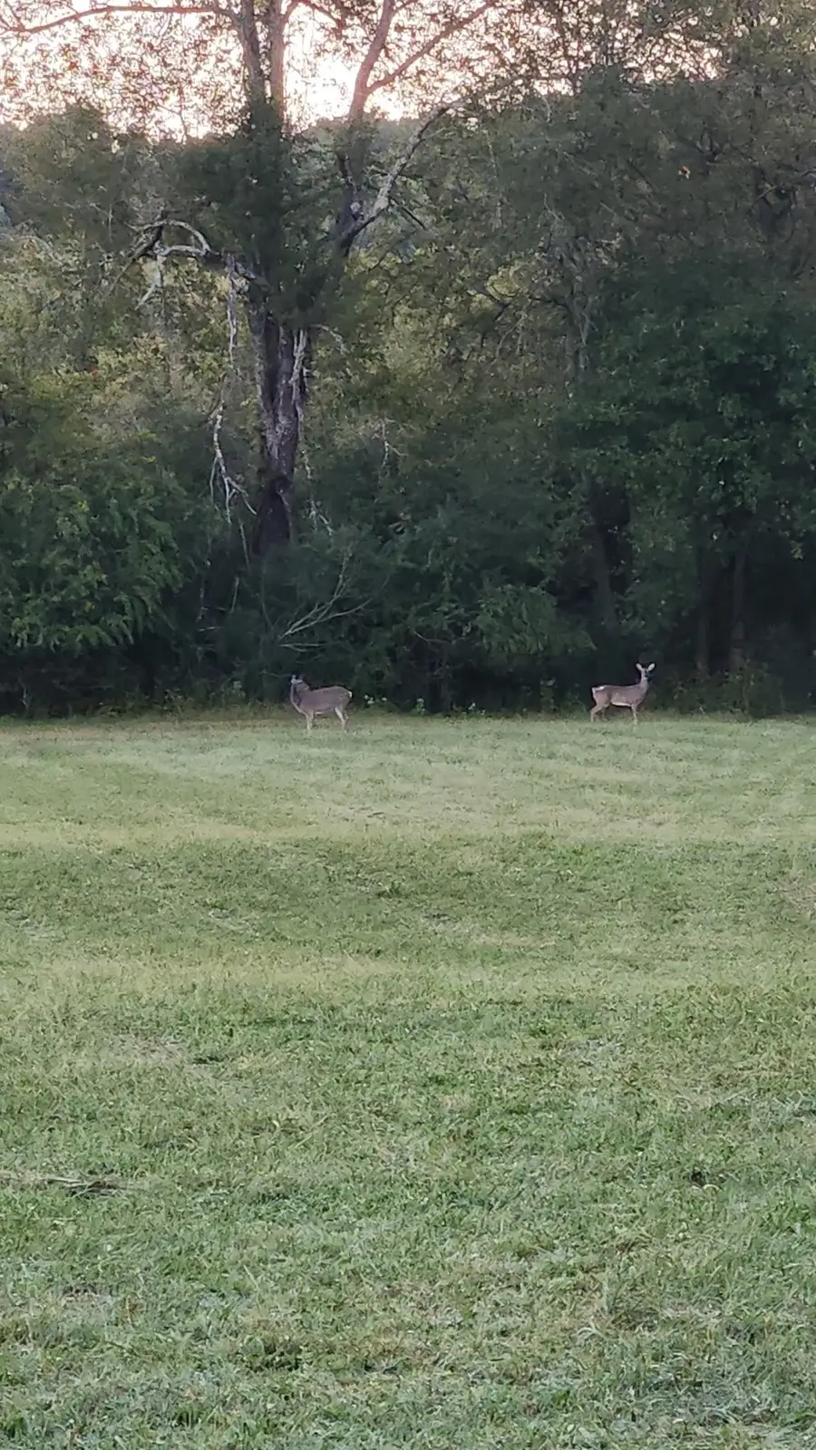 100 Lees Creek Road, Fayetteville, TN 37334 - #2