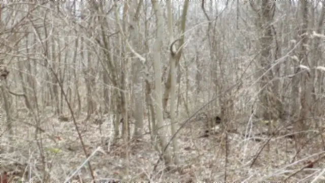 0 Beaver Lane, Gainesboro, TN 38562 - #3