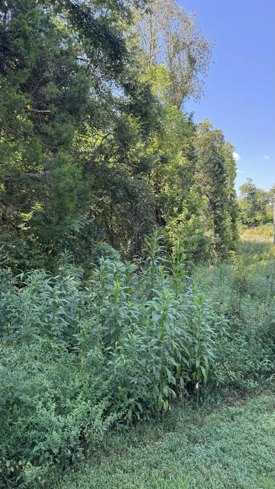 8322 Horton Hwy, College Grove, TN 37046 - #2