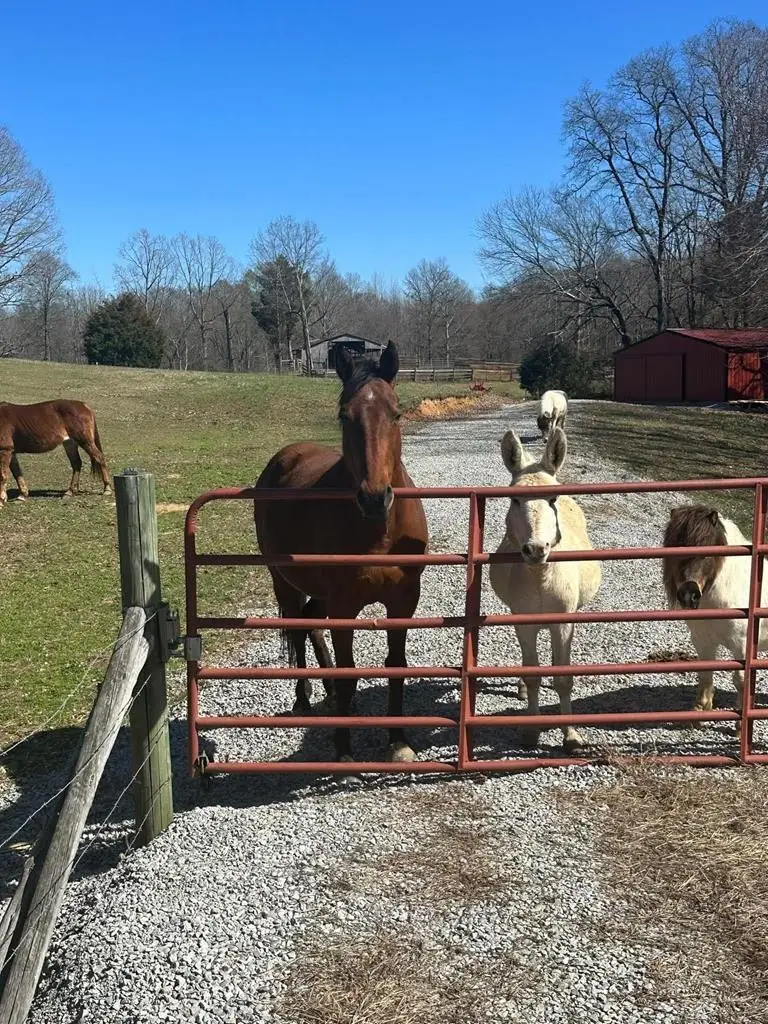 1486 Cedar Grove Rd, Big Sandy, TN 38221 - #2