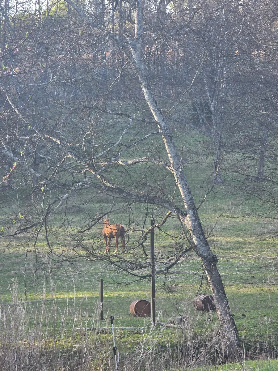 381 Milky Way Dr, Pulaski, TN 38478 - #2