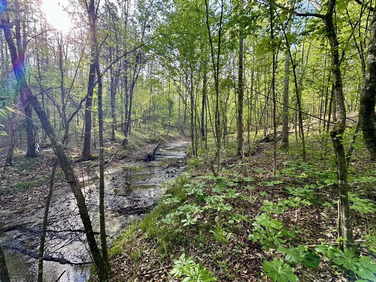 828 Mccord Hollow Rd, Hohenwald, TN 38462 - #1