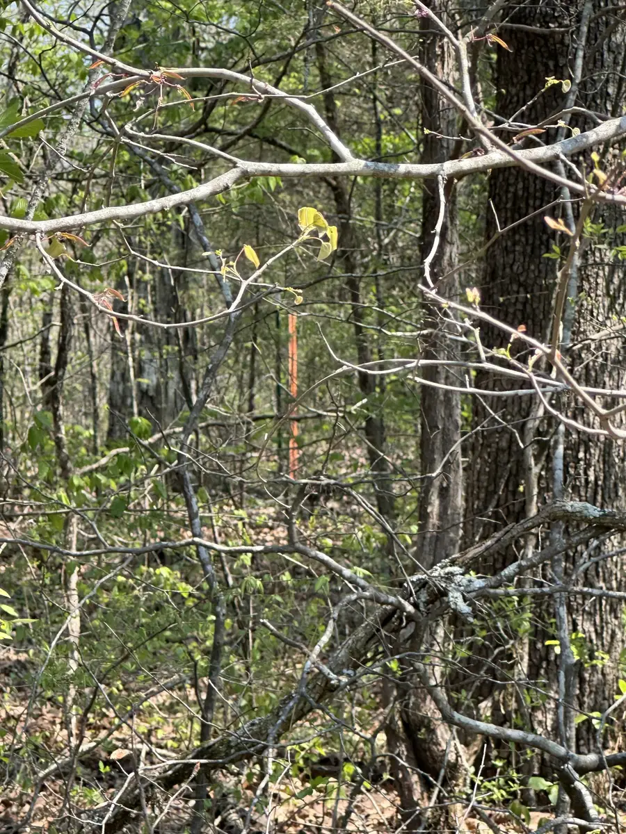 2911 Vesta Rd, Lebanon, TN 37090 - #2