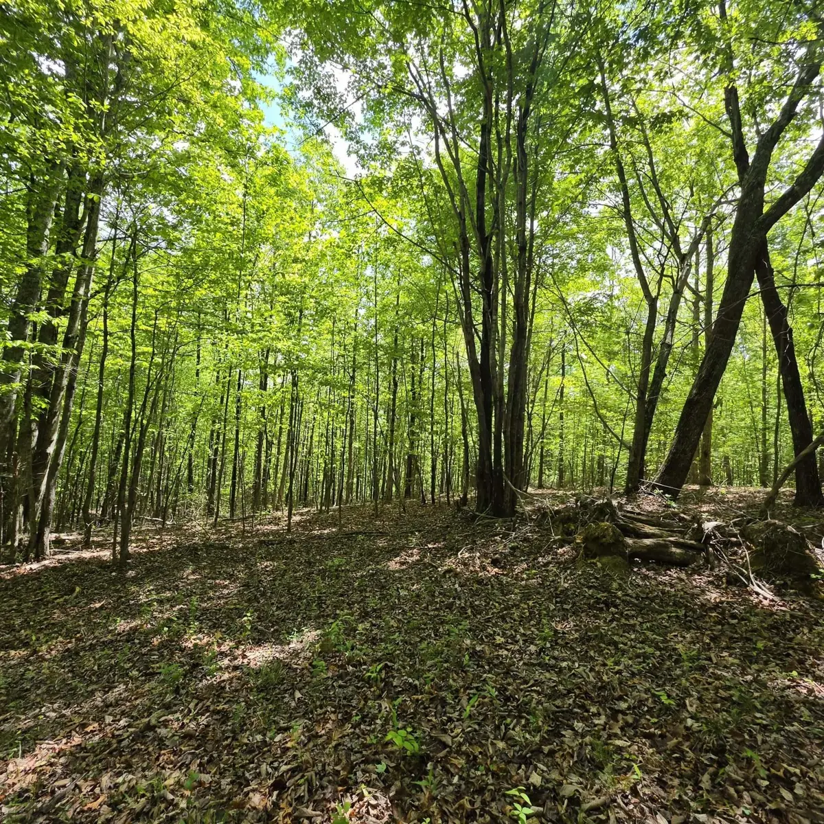 15 Cluck Cove Road, South Pittsburg, TN 37380 - #1