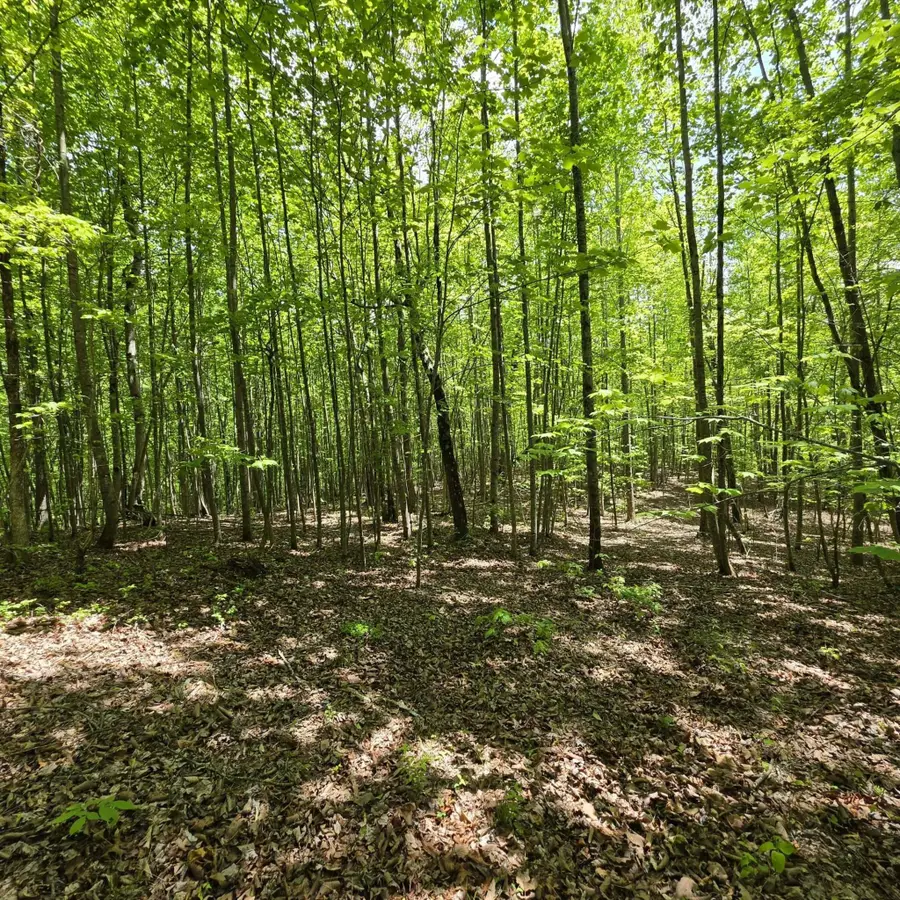 15 Cluck Cove Road, South Pittsburg, TN 37380 - #2