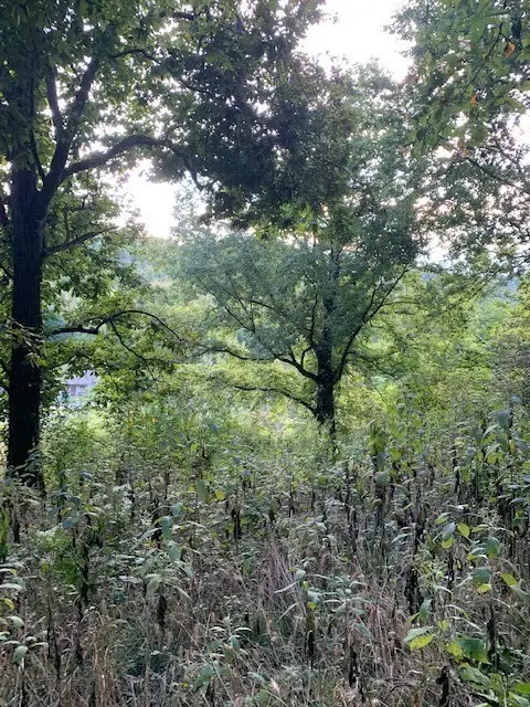 0 Cortner Hollow Road, Shelbyville, TN 37160