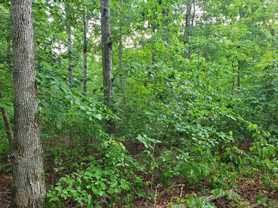 2 Haley Rd, Wartrace, TN 37183 - #1
