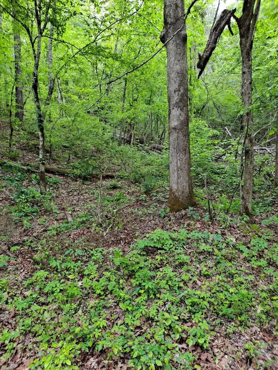 0 Childers Creek, Reliance, TN 37369 - #1