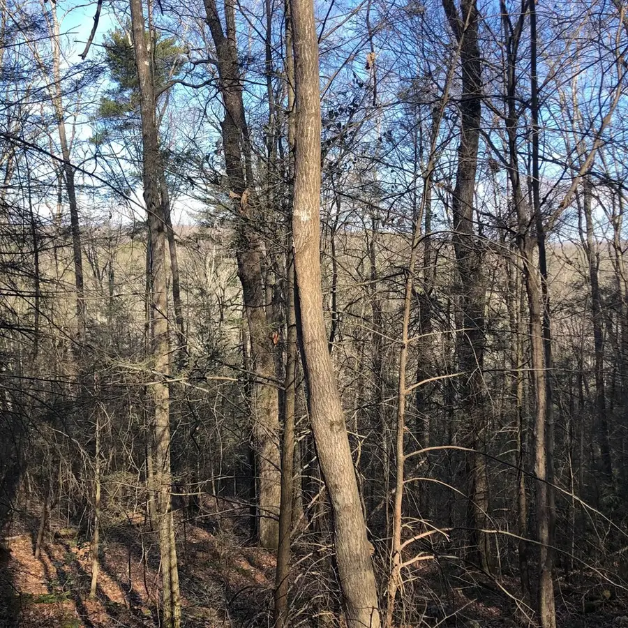 450 Holder Cemetery Road, Tellico Plains, TN 37385 - #3