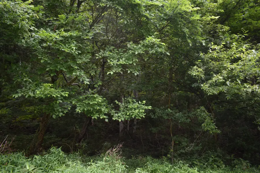 0 Pleasant Shade Hwy, Pleasant Shade, TN 37145 - #2