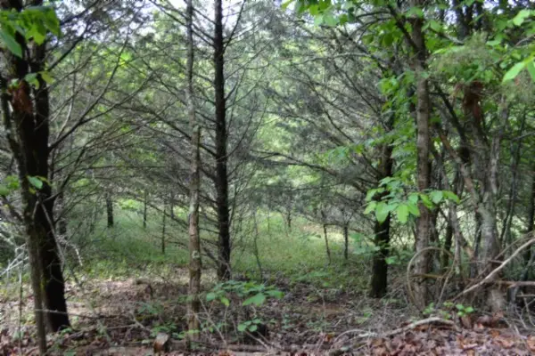 0 Circle Road, Burkesville, KY 42717