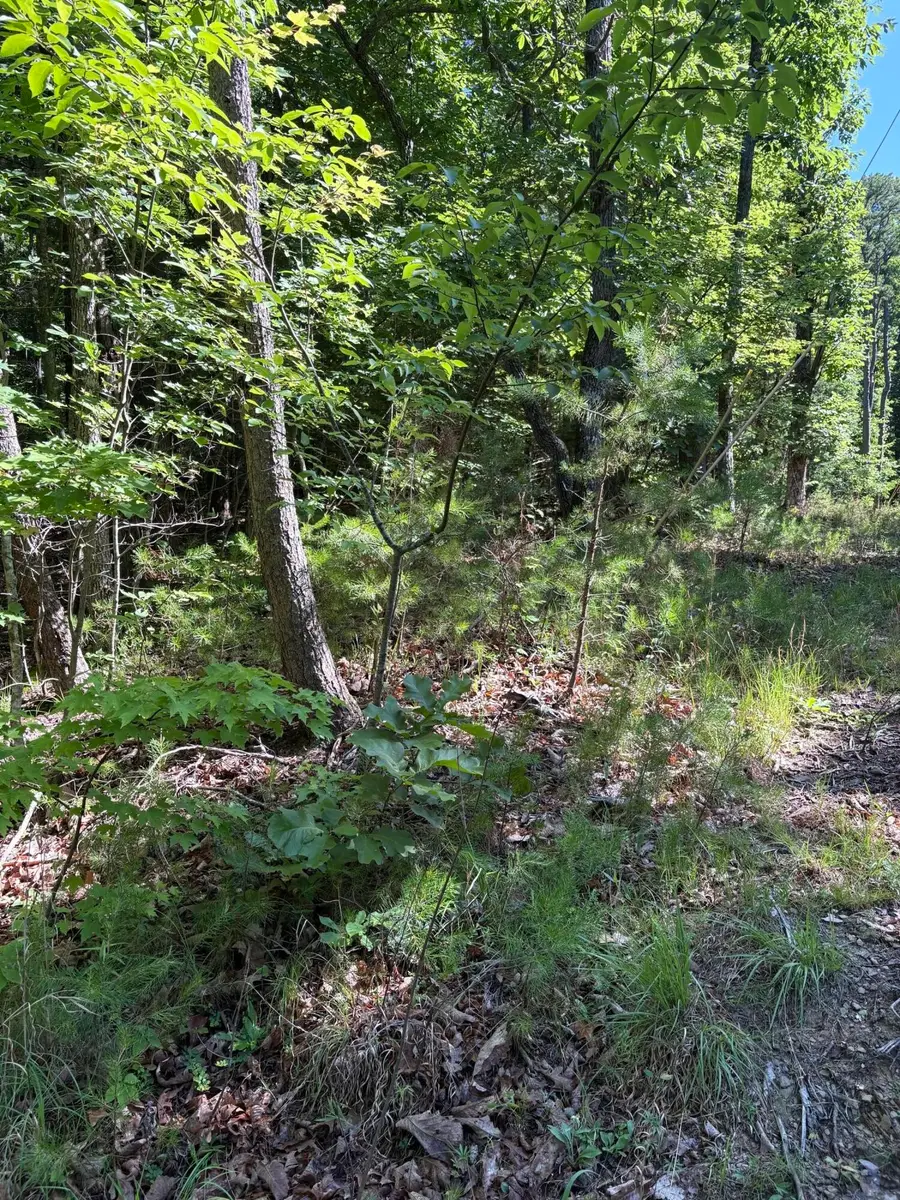 3 Old Furnace Road, Tellico Plains, TN 37385 - #2